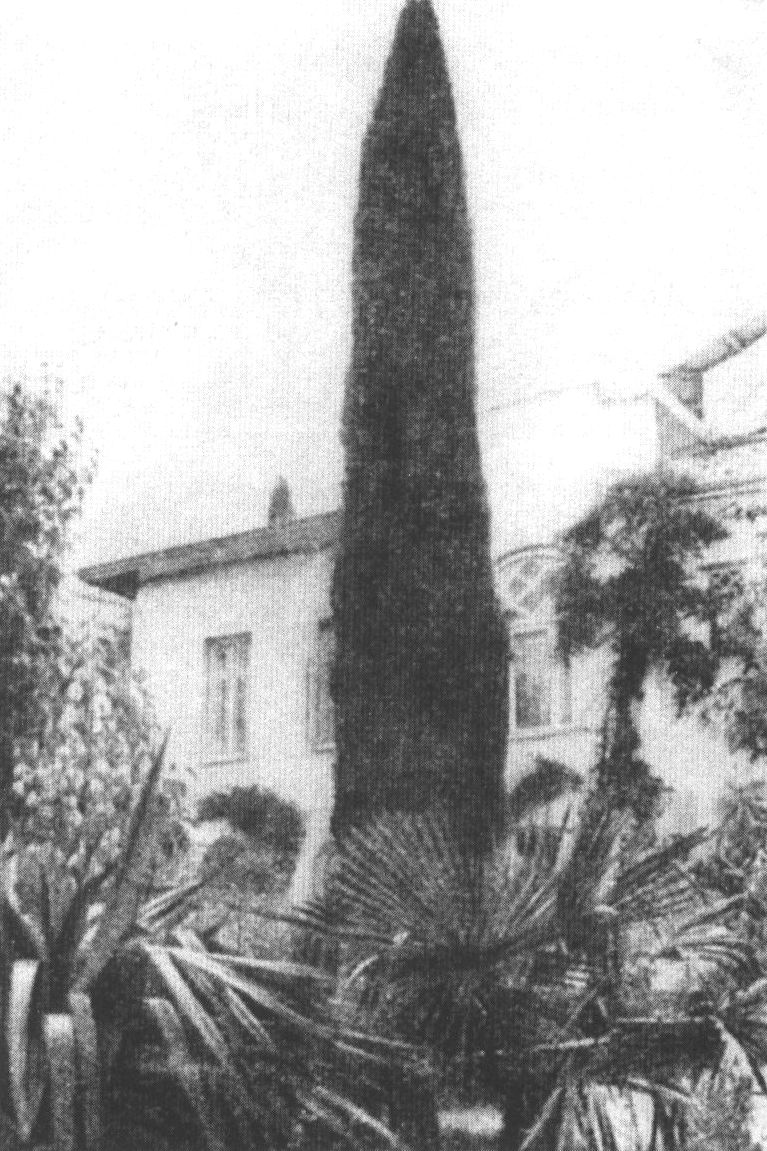 Кипарис, посаженный Марией Павловной у ялтинского дома в год смерти брата