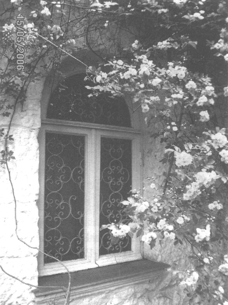 Окно комнаты О.Л. Книппер обвито лианами глицинии и розы Банкса. Фотография